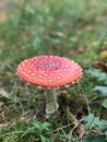 Toadstool in the Woods